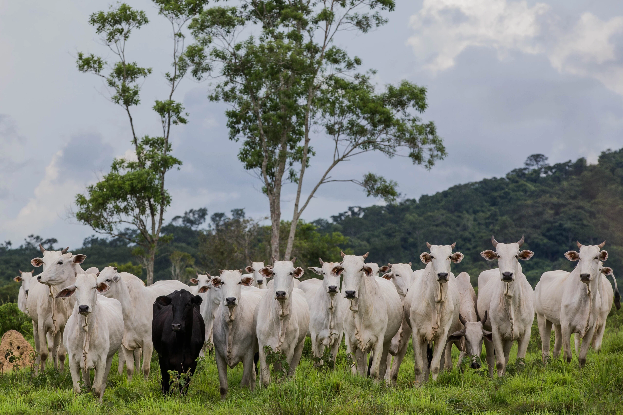 CUMARU DO NORTE, PA, 21.03.2017: OPERAÇÃO-PA -  Gados na fazenda Nossa Senhora do Carmo, que esta em área embargada por desmatamento ilegal, em Cumaru do Norte, no interior do Pará. A fazenda foi embargada 28.10.2008 pelo Ibama. Em operação de combate ao desmatamento na Amazônia, o Ibama (Instituto Brasileiro do Meio Ambiente e dos Recursos Renováveis) embargou nesta semana dois frigoríficos da JBS e outras 13 empresas acusadas de comprar gado oriundo de áreas de desmate ilegal. Batizada de Carne Fria, a ação é resultado de uma investigação iniciada há três anos e não tem relação com a ação da Polícia Federal contra fraudes em frigoríficos, desatada na semana passada. Segundo o órgão ambiental, a JBS e outros frigoríficos nos Estados do Pará e de Tocantins desrespeitaram Termos de Ajuste de Conduta (TAC) assinados após negociação com o Ministério Público Federal, pelos quais essas empresas se haviam comprometido a não comprar gado de propriedades rurais com áreas embargadas por desmatamento ilegal. (Foto: Eduardo Anizelli/Folhapress)