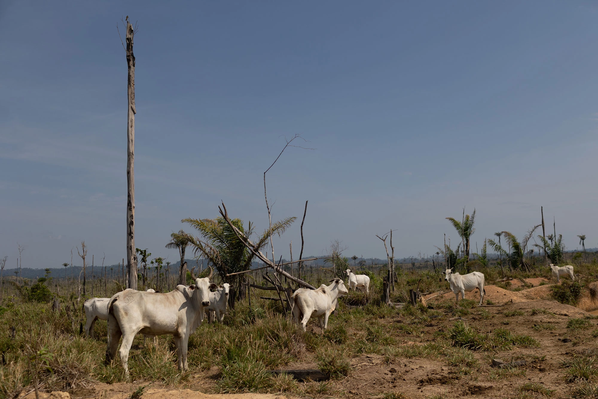 Ramal Cruvinel em Novo Progresso, Pará.