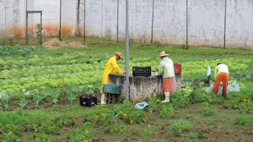 Há as oficinas em que os presos produzem uniformes para uma empresa de segurança, embalagens para pães de forma, decoração para produtos cerâmicos e hortaliças orgânicas certificadas – que, em breve, serão processadas e embaladas ali mesmo.