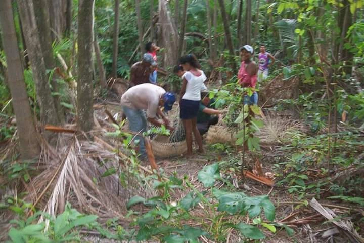 Colheita de Juçara, na comunidade quilombola de Canelatíua. (Foto: arquivo pessoal)