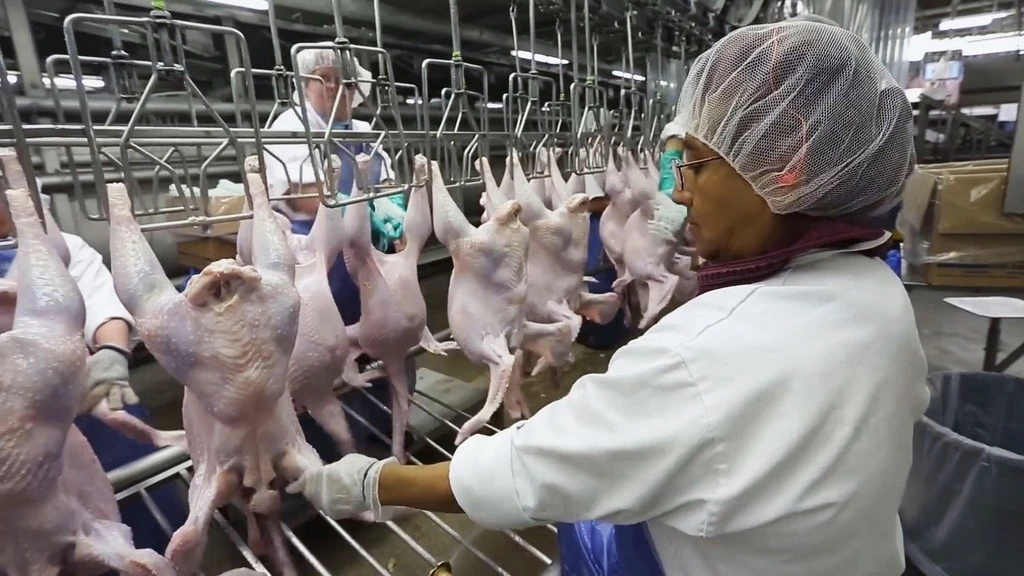Empregados da Norbest inspecionam aproximadamente 30 perus por minuto para um total de 20.000 aves por dia.