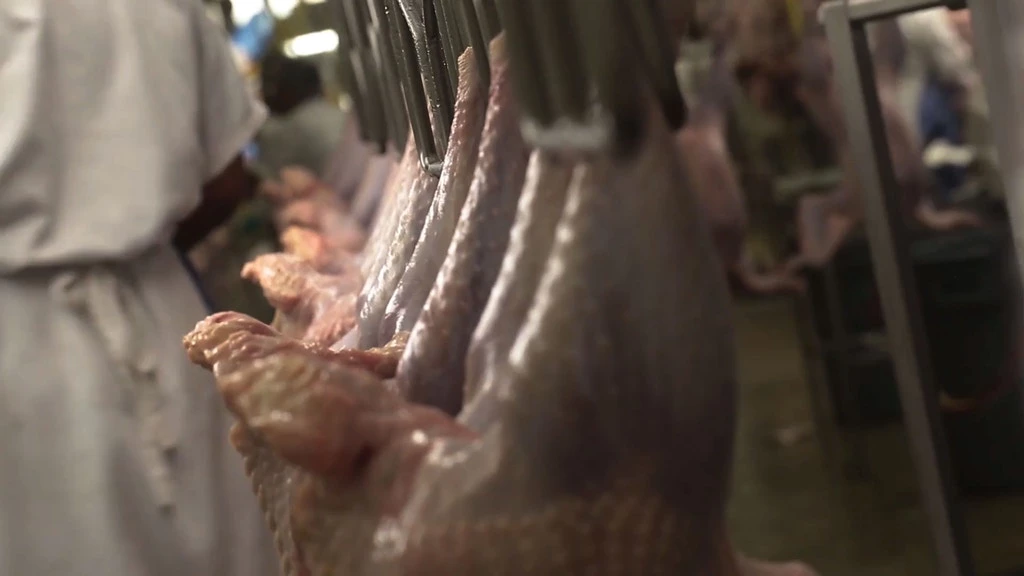 Os perus da Norbest seguem na linha pendurados de cabeça para baixo.