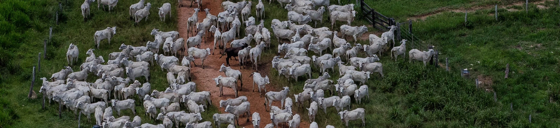 CUMARU DO NORTE, PA, 21.03.2017: OPERAÇÃO-PA - Gados na fazenda Nossa Senhora do Carmo, que esta em área embargada por desmatamento ilegal, em Cumaru do Norte, no interior do Pará. A fazenda foi embargada 28.10.2008 pelo Ibama. Em operação de combate ao desmatamento na Amazônia, o Ibama (Instituto Brasileiro do Meio Ambiente e dos Recursos Renováveis) embargou nesta semana dois frigoríficos da JBS e outras 13 empresas acusadas de comprar gado oriundo de áreas de desmate ilegal. Batizada de Carne Fria, a ação é resultado de uma investigação iniciada há três anos e não tem relação com a ação da Polícia Federal contra fraudes em frigoríficos, desatada na semana passada. Segundo o órgão ambiental, a JBS e outros frigoríficos nos Estados do Pará e de Tocantins desrespeitaram Termos de Ajuste de Conduta (TAC) assinados após negociação com o Ministério Público Federal, pelos quais essas empresas se haviam comprometido a não comprar gado de propriedades rurais com áreas embargadas por desmatamento ilegal. (Foto: Eduardo Anizelli/Folhapress) CUMARU DO NORTE, PA, 21.03.2017: OPERAÇÃO-PA - Gados na fazenda Nossa Senhora do Carmo, que esta em área embargada por desmatamento ilegal, em Cumaru do Norte, no interior do Pará. A fazenda foi embargada 28.10.2008 pelo Ibama. Em operação de combate ao desmatamento na Amazônia, o Ibama (Instituto Brasileiro do Meio Ambiente e dos Recursos Renováveis) embargou nesta semana dois frigoríficos da JBS e outras 13 empresas acusadas de comprar gado oriundo de áreas de desmate ilegal. Batizada de Carne Fria, a ação é resultado de uma investigação iniciada há três anos e não tem relação com a ação da Polícia Federal contra fraudes em frigoríficos, desatada na semana passada. Segundo o órgão ambiental, a JBS e outros frigoríficos nos Estados do Pará e de Tocantins desrespeitaram Termos de Ajuste de Conduta (TAC) assinados após negociação com o Ministério Público Federal, pelos quais essas empresas se haviam comprometido a não comprar gado de propriedades rurais com áreas embargadas por desmatamento ilegal. (Foto: Eduardo Anizelli/Folhapress)