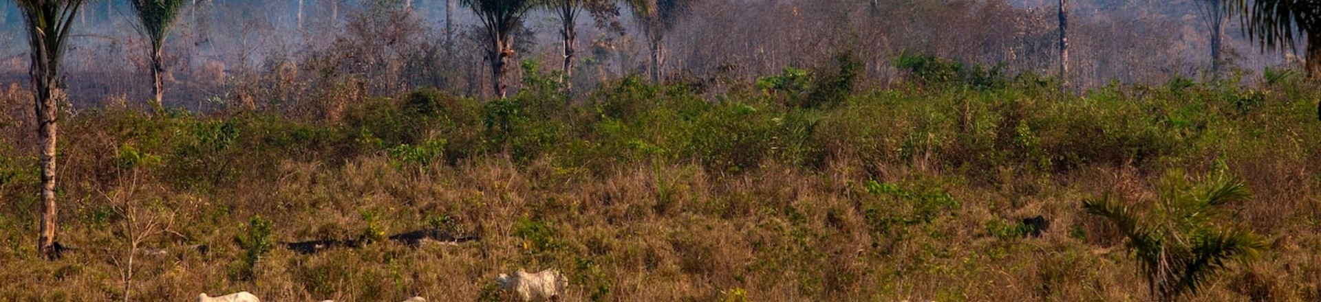 Gado pasta próximo a um local de incêndio recente no estado Pará, na floresta amazônica, em 25 de agosto de 2019. Gado pasta próximo a um local de incêndio recente no estado Pará, na floresta amazônica, em 25 de agosto de 2019.