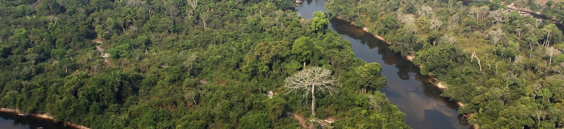 An area of Amazon forest cleared by the AJ Vilela gang near the Baú indigenous reserve. An area of Amazon forest cleared by the AJ Vilela gang near the Baú indigenous reserve.