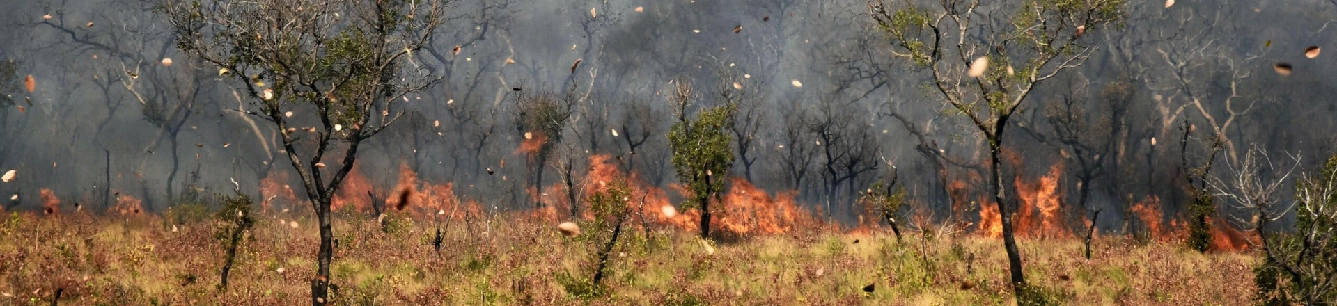 A esquerda latino-americana precisa dar uma resposta sobre a Amazônia: será que ela consegue rejeitar petróleo, pecuária e mineração? A esquerda latino-americana precisa dar uma resposta sobre a Amazônia: será que ela consegue rejeitar petróleo, pecuária e mineração?