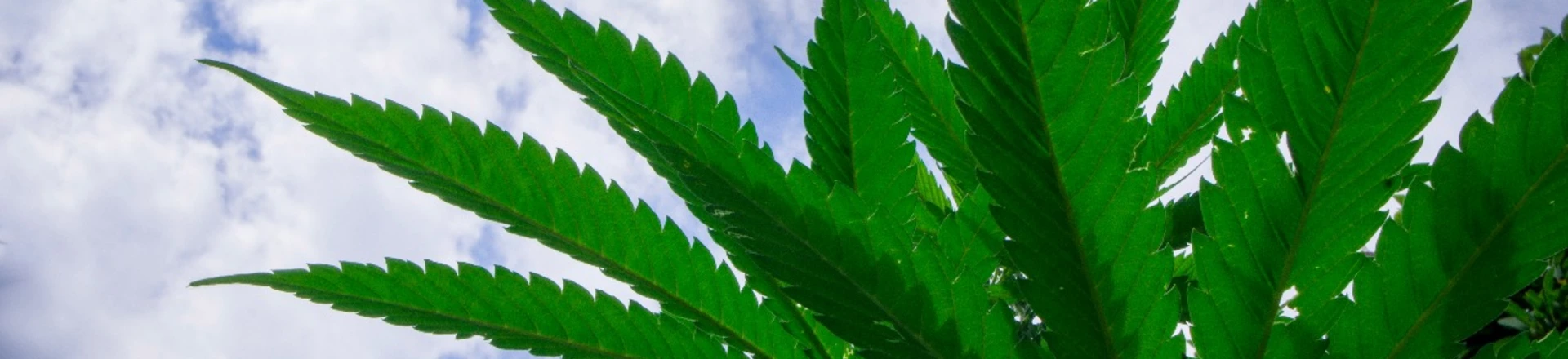 O Brasil está preparado para a descriminalização do cultivo da maconha? O Brasil está preparado para a descriminalização do cultivo da maconha?