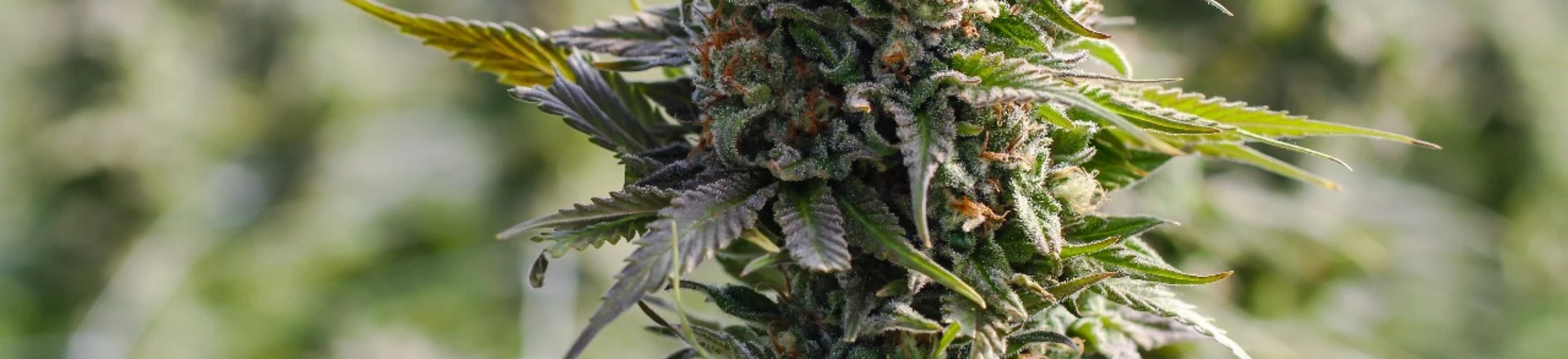 O dia em que o Senado aprendeu sobre maconha com a caixa de comentários O dia em que o Senado aprendeu sobre maconha com a caixa de comentários