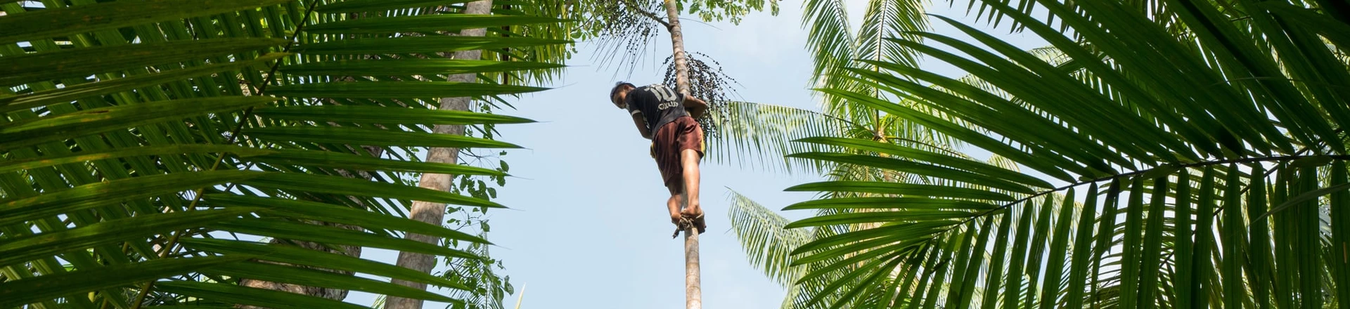 Os açaizeiros passam com frequência dos 20 metros de altura e faz parte da paisagem e dos quintais de boa parte dos ribeirinhos do Pará. Mais leves, as crianças são especialmente valorizadas nesse mercado. Os açaizeiros passam com frequência dos 20 metros de altura e faz parte da paisagem e dos quintais de boa parte dos ribeirinhos do Pará. Mais leves, as crianças são especialmente valorizadas nesse mercado.