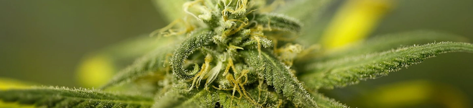 LOS ANGELES, CA - SEPTEMBER 7: Marijuana plants grow at Perennial Holistic Wellness Center, a not-for-profit medical marijuana dispensary in operation since 2006, on September 7, 2012 in Los Angeles, California. A group of activists have submitted about 50,000 signatures in an effort to force a referendum on a marijuana dispensary ban in Los Angeles to take effect next week. A minimum of 27,425 valid signatures from registered voters is needed to let voters decide on the issue in March, and until the number can be verified, the ban will not be enforced. . The ban would not prevent patients or cooperatives of two or three people to grow their own in small amounts. Californians voted to legalize medical cannabis use in 1996, clashing with federal drug laws. (Photo by David McNew/Getty Images) LOS ANGELES, CA - SEPTEMBER 7: Marijuana plants grow at Perennial Holistic Wellness Center, a not-for-profit medical marijuana dispensary in operation since 2006, on September 7, 2012 in Los Angeles, California. A group of activists have submitted about 50,000 signatures in an effort to force a referendum on a marijuana dispensary ban in Los Angeles to take effect next week. A minimum of 27,425 valid signatures from registered voters is needed to let voters decide on the issue in March, and until the number can be verified, the ban will not be enforced. . The ban would not prevent patients or cooperatives of two or three people to grow their own in small amounts. Californians voted to legalize medical cannabis use in 1996, clashing with federal drug laws. (Photo by David McNew/Getty Images)