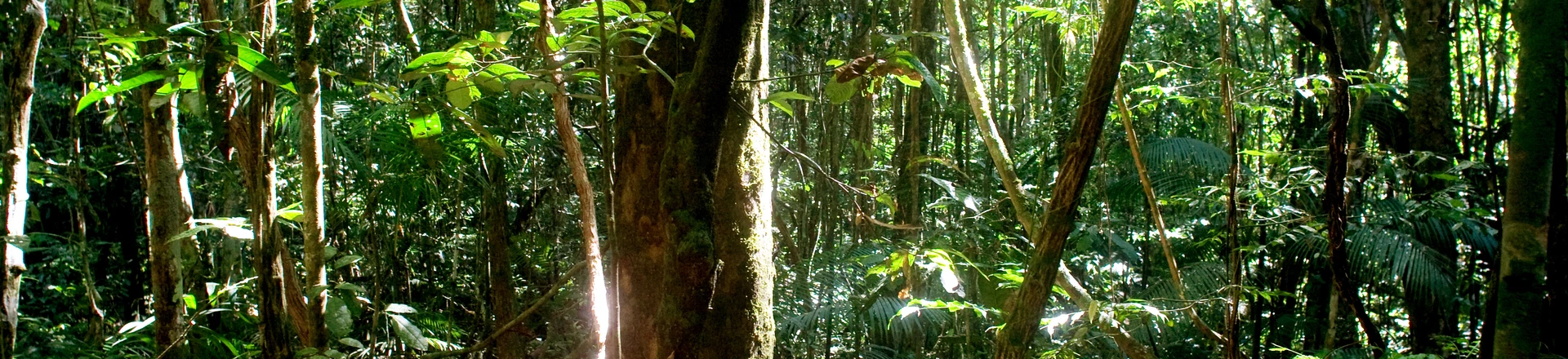 Flona Altamira em 2009. Foto Alex SIlveira/WWF Brasil Flona Altamira em 2009. Foto Alex SIlveira/WWF Brasil