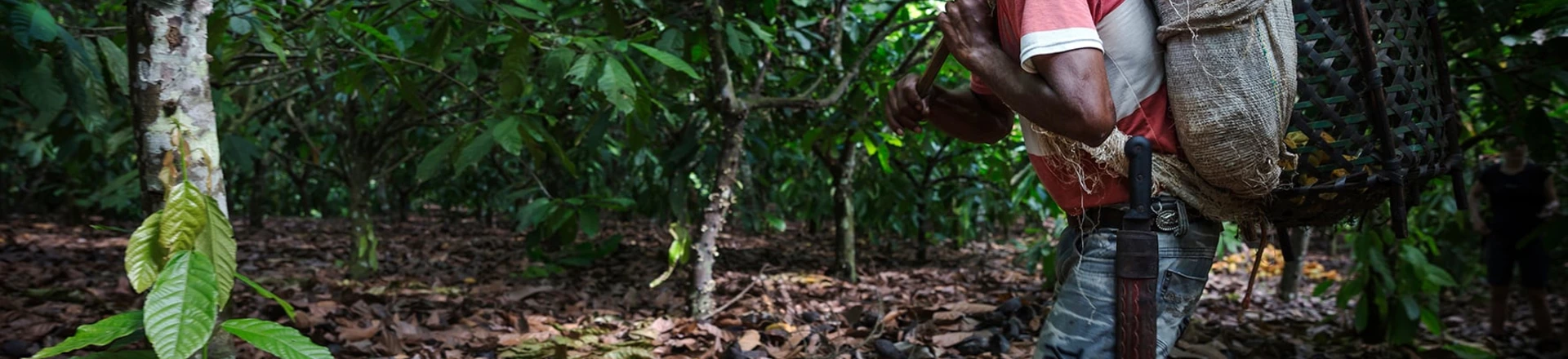 Cadeia produtiva do cacau. Foto: Tatiana Cardeal/Divulgação Papel Social Cadeia produtiva do cacau. Foto: Tatiana Cardeal/Divulgação Papel Social